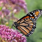 Prilákajte do záhrady motýle. Týmto rastlinám neodolajú