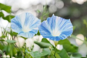 Ipomoea tricolor