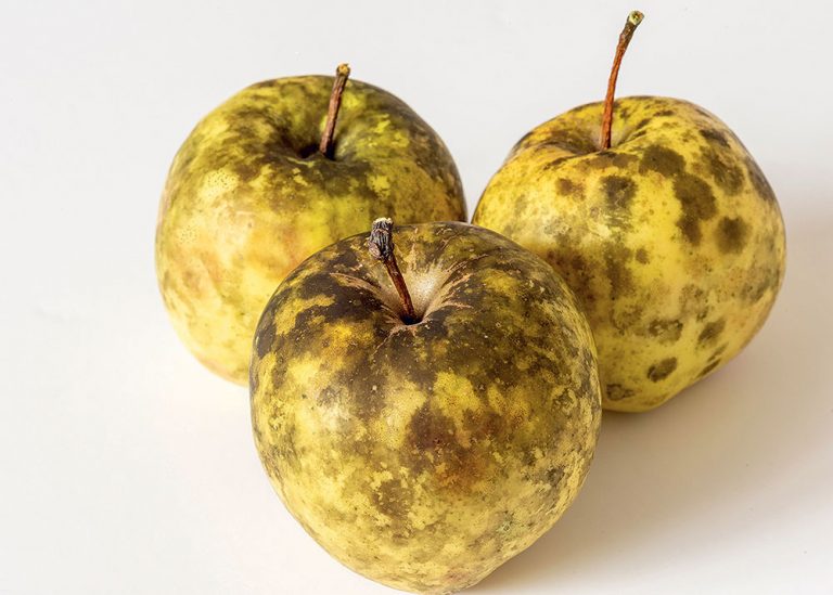 Ako si poradiť so sadzovitosťou jabĺk?