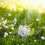 Jarné bylinky na lúke