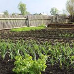 Apríl v znamení výsevov zeleniny: Všetko, čo by ste mali vedieť, aby ste sa tešili z krásnej úrody