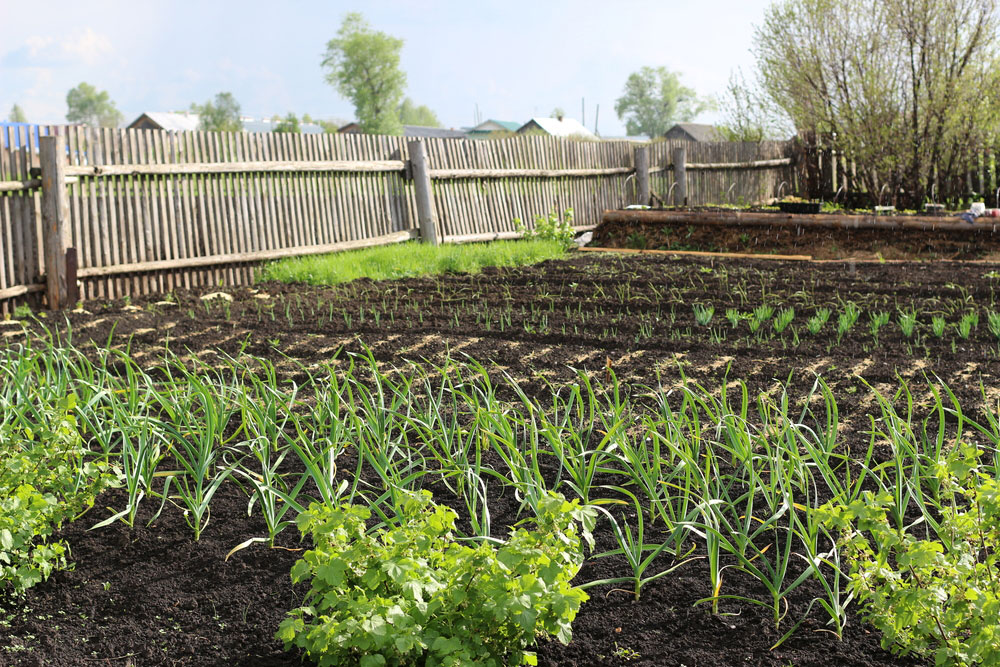 Apríl v znamení výsevov zeleniny: Všetko, čo by ste mali vedieť, aby ste sa tešili z krásnej úrody