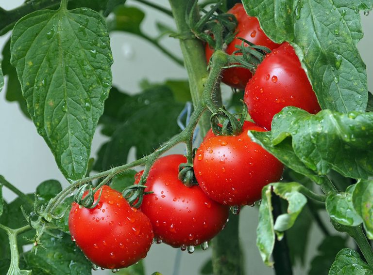 Nepodceňujte výsadbu paradajok