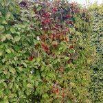 Živý plot z drienky