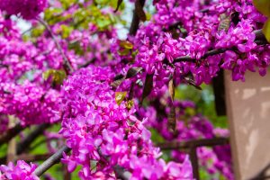 cercis