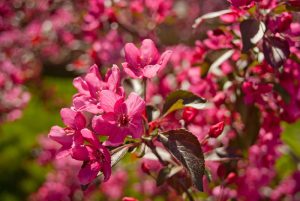 malus royal beauty