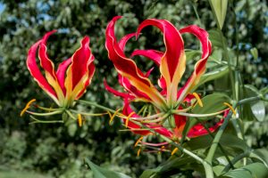 Gloriosa rotschildiana