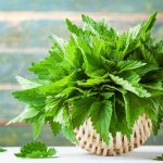 Žihľava v košíku