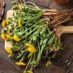 Púpava lekárska: Miláčik jari, symbol slnka, mesiaca a hviezd