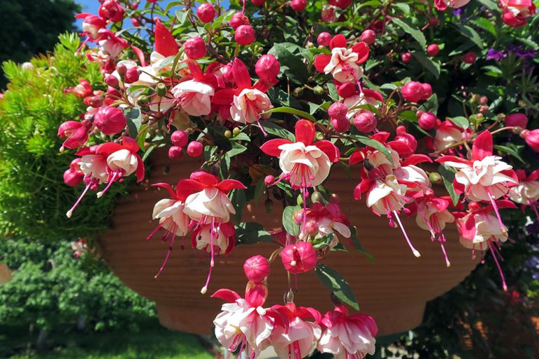 Nenáročné fuksie rozžiaria každé miesto v záhrade. Ako ich pestovať a prezimovať?