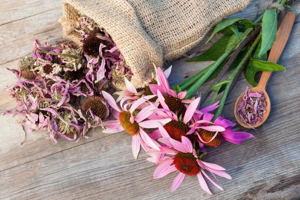 Echinacea purpurová