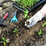Výsadba priesad paprík