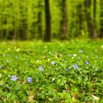 Pôdopokryvné rastliny pod stromami