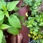 Balkónová záhradka