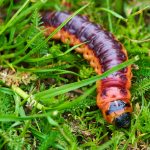 Drevotoč obyčajný