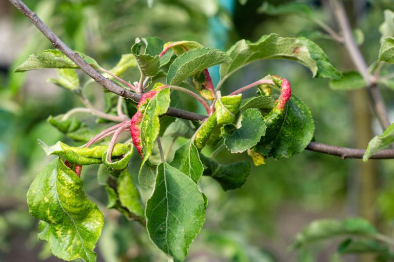 Vošky Dysaphis devecta na jabloni (červené skrútené listy na jabloni)