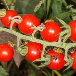 Bzdocha Nezara viridula na paradajkách (čierny chrobák na paradajkách, bzdochy na paradajkách)