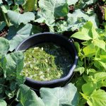 Domáce hnojivo vyrobené z bylín