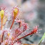 Učarovali vám mäsožravé rastliny? Tento vegetatívny spôsob ich rozmnožovania musíte vyskúšať!