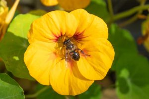 Včela na žltom kvete kapucínky