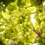 Úroda hrozna vo vinici