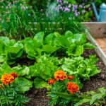 Kombinovaná výsadba