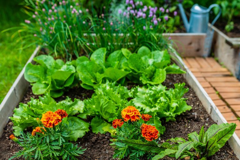 Využite kombinované výsadby a chráňte záhradu ekologicky. Viete, ktoré rastliny sú na to vhodné?