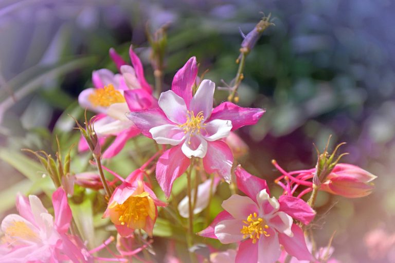 5 kvetov, ktoré vítajú leto