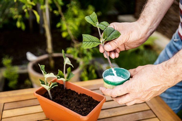 Ako si rozmnožiť budleju: 4 kroky k novým rastlinám