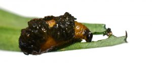 Larvy ľaliovník cibuľový - larva