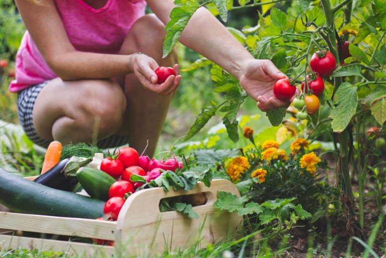Zber úrody v záhrade, paradajky a úroda zeleniny v bedničke