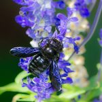 Poznáte dreváre? Sú to naše najväčšie samotárske včely