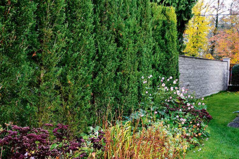 Živý plot z cyprusovca: Je to dobrý nápad?