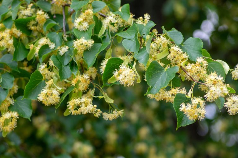 Lipa: Liečivý symbol Slovanov