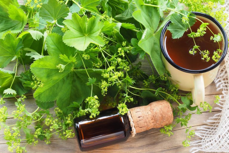 Prvá pomoc pri bolesti zubov a krvácaní ďasien. Alchemilka má všestranné využitie nielen pre ženy