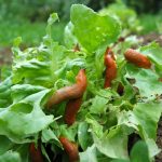 Slizniaky na šaláte