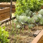 Vyvýšený záhon so zeleninou