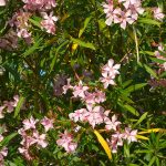 Žltnutie listov oleandra