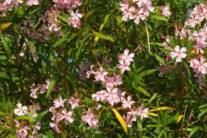 Žltnutie listov oleandra