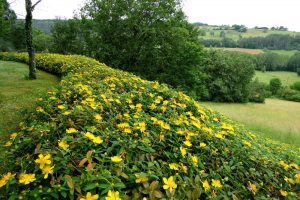 Hypericum calycinum