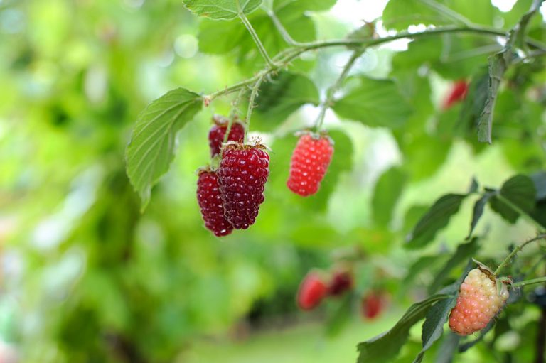 Malinočernice sú sladké, plné vitamínu C a na pestovanie nenáročné. Čo viac si priať?