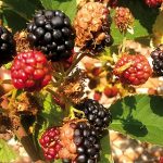 Poškodenie plodov černice roztočom malinovým