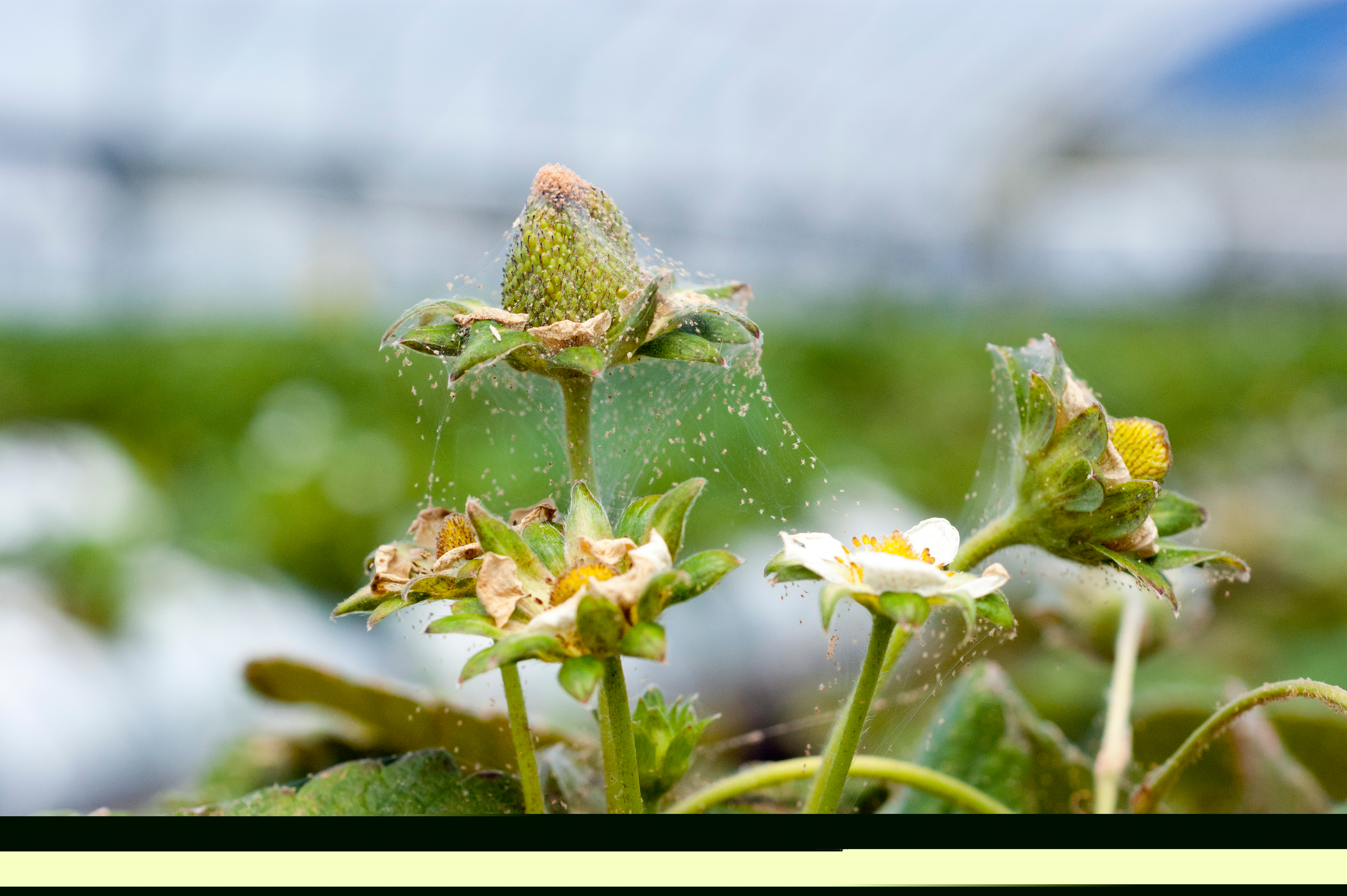 shutterstock 1006050892