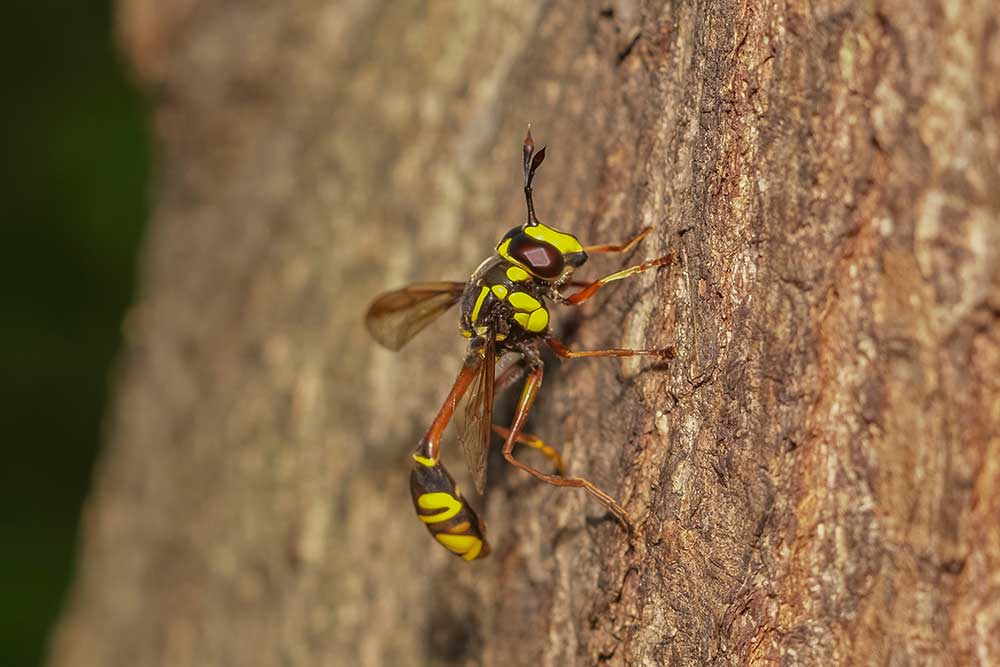 Kutavka Sceliphron caementarium