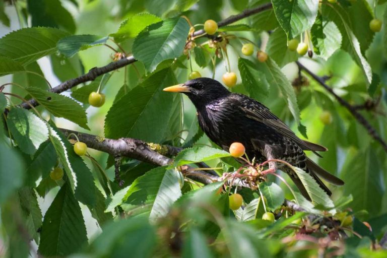 Okrídlení lupiči vo vinici