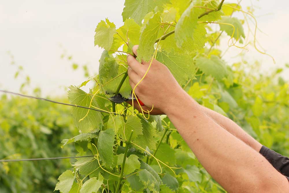 Pestujete vinič? Na tieto práce počas júla nezabudnite! | Záhrada.sk