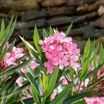 Kvitnúci oleander ružovej farby