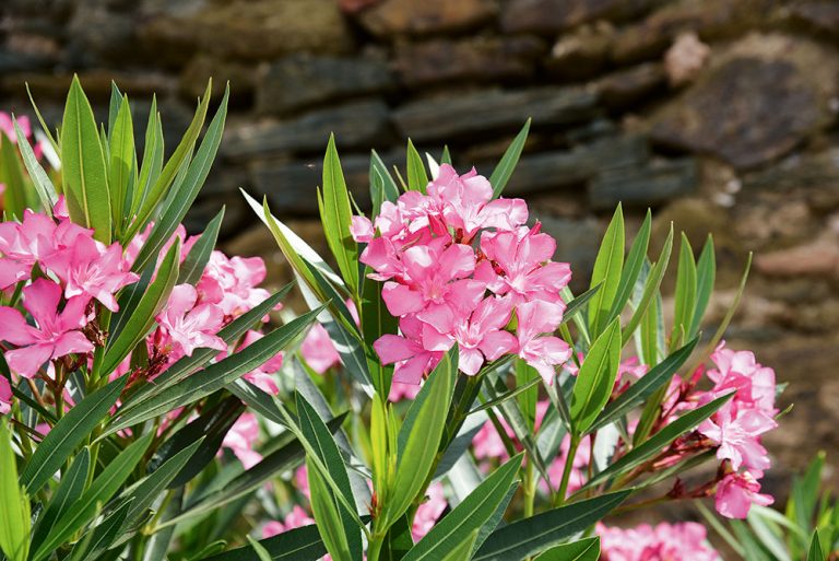 Kvitnúci oleander ružovej farby