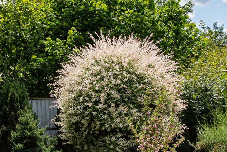 Ako zastaviť vysychanie listov na japonskej vŕbe?