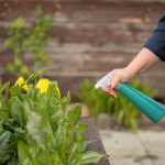 13 prírodných tipov, ako si poradiť s burinou a škodcami v záhrade